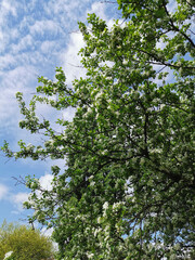 Apple tree branches with white flowers on a background of green and blue sky.