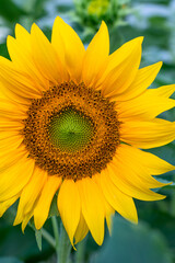 Sunflower close-up in the field, blooming helianthus on a background of green leaves. Floral wallpaper. Beautiful nature, single flower with bright yellow petals.