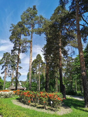 Obraz premium The entrance to the Monrepos Park in Vyborg with tall pines and blooming rhododendrons.