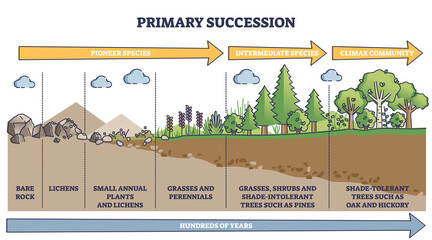 Primary succession and ecological growth process stages outline diagram. Labeled educational species progress explanation with time axis for organic matter long term formation vector illustration. - obrazy, fototapety, plakaty