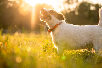 Purebred Jack russell terrier walk outdoors in grass on a sunset, soft sun backlight in a park