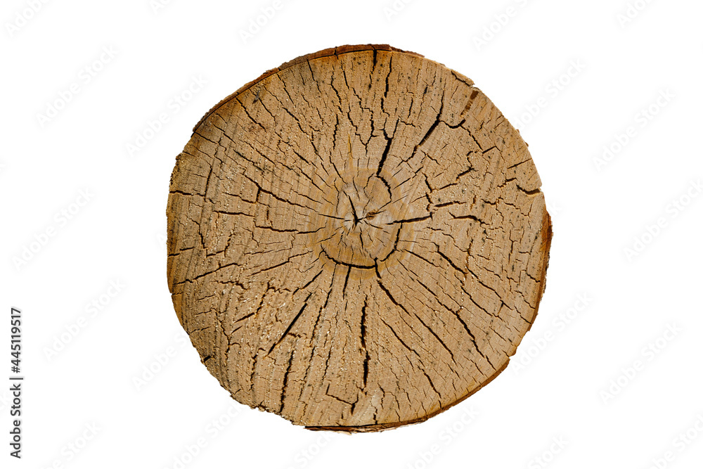 Poster birch trunk with cracks. wood texture. round cut tree isolated on white background