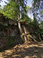 A pine tree growing right on a boulder fence, the roots descend on it, in the rocky natural park Monrepos of the city of Vyborg on a clear summer day.