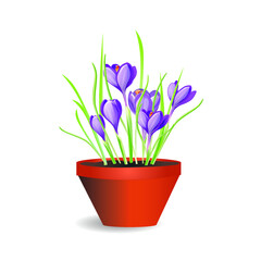 Purple crocuses in a pot for room decor or a gift. Vector illustration for design.