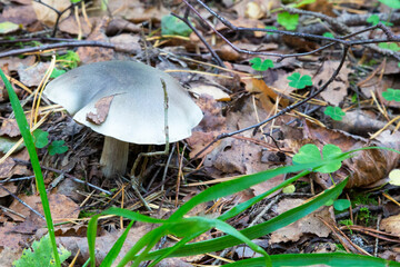 Tricholoma saponaceum, known as the soap-scented toadstool, soapy knight