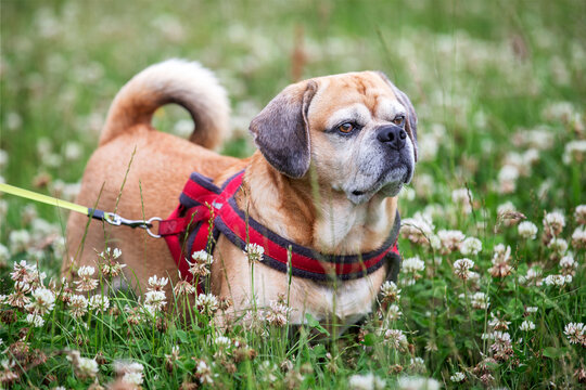Strong puggle pug and beagle cross breed on harness and leash in clover field with flowers