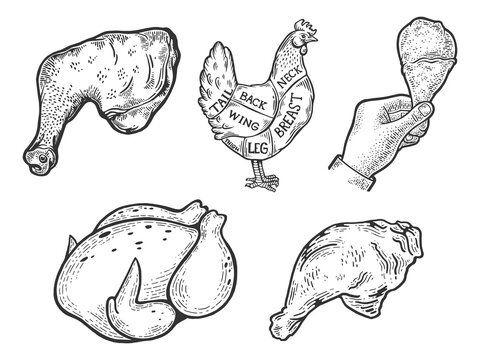 Chicken Sketch Vector Art, Icons, and Graphics for Free Download