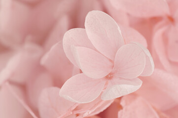 Monochrome flower concept. Pink flowers background, selective focus. Beautiful abstract floral backdrop with pink flowers.