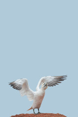 Cover page with a wild funny North Atlantic gannet is ready to fly at blue sky solid background and copy space. Concept biodiversity, animal welfare and wildlife conservation.