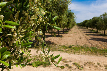 La floración del olivo se produce a partir de mediados de Mayo y su duración no viene a pasar...