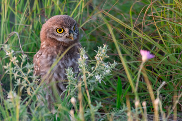 Bird Owlet Little owl in natural habitat Athene noctua