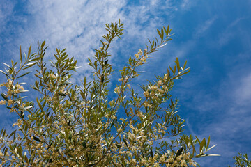 La floración del olivo se produce a partir de mediados de Mayo y su duración no viene a pasar más allá  de una semana. Fotografía realizada  en el Valle de Queiles al sur de Navarra.