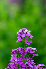 Hesperis purple flower plant