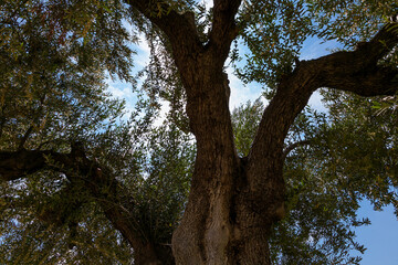 La floración del olivo se produce a partir de mediados de Mayo y su duración no viene a pasar más allá  de una semana. Fotografía realizada  en el Valle de Queiles al sur de Navarra.