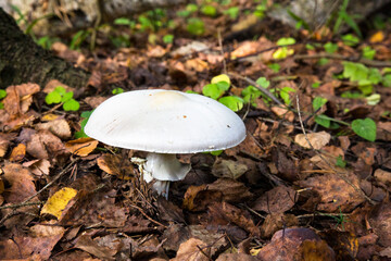 Poisonous Amanita Virosa mushroom growing in mossy forest.