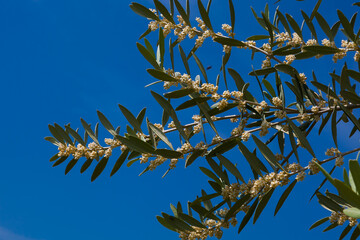 La floraci&oacute;n del olivo se produce a partir de mediados de Mayo y su duraci&oacute;n no viene a pasar m&aacute;s all&aacute;  de una semana. Fotograf&iacute;a realizada  en el Valle de Queiles al sur de Navarra.
