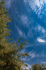 La floración del olivo se produce a partir de mediados de Mayo y su duración no viene a pasar más allá  de una semana. Fotografía realizada  en el Valle de Queiles al sur de Navarra.