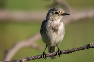 White wagtail motacilla alba in the habitat