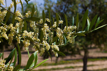 La floración del olivo se produce a partir de mediados de Mayo y su duración no viene a pasar...