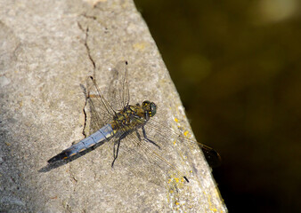 Großer Blaupfeil, Libelle