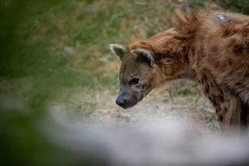 Fotobehang De gevlekte hyena (Crocuta crocuta), ook wel bekend als de lachende hyena. © Gevorg Simonyan