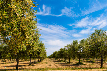La floración del olivo se produce a partir de mediados de Mayo y su duración no viene a pasar...