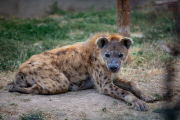 The spotted hyena (Crocuta crocuta), also known as the laughing hyena.