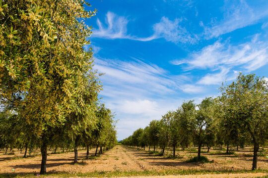 La floraci&oacute;n del olivo se produce a partir de mediados de Mayo y su duraci&oacute;n no viene a pasar m&aacute;s all&aacute;  de una semana. Fotograf&iacute;a realizada  en el Valle de Queiles al sur de Navarra.