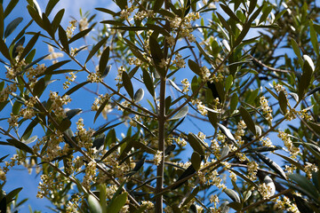 La floración del olivo se produce a partir de mediados de Mayo y su duración no viene a pasar más allá  de una semana. Fotografía realizada  en el Valle de Queiles al sur de Navarra.