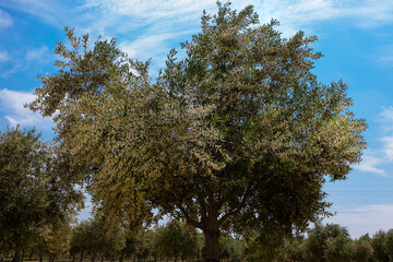 La floración del olivo se produce a partir de mediados de Mayo y su duración no viene a pasar...