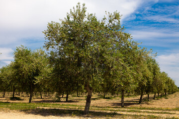 Fototapeta na wymiar La floración del olivo se produce a partir de mediados de Mayo y su duración no viene a pasar más allá de una semana. Fotografía realizada en el Valle de Queiles al sur de Navarra.