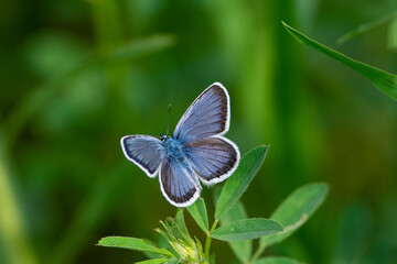 Plebejus argus sit on the flower and grass, summer and spring scene. 
silver-studded blue butterfly