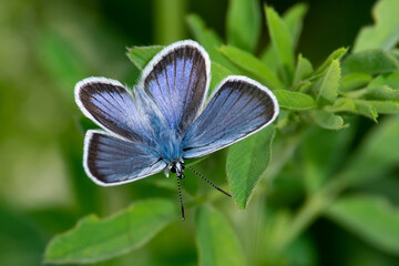 Plebejus argus sit on the flower and grass, summer and spring scene. 
silver-studded blue butterfly