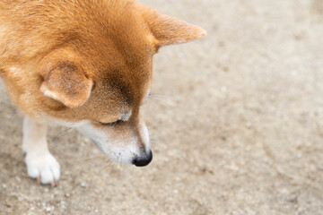 下向きで何かを見つめるかわいい柴犬