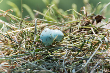 Dos pequeños huevos de ave en un nido - obrazy, fototapety, plakaty