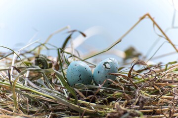 Dos huevos pequeños azules, uno abierto y otro cerrado  - obrazy, fototapety, plakaty
