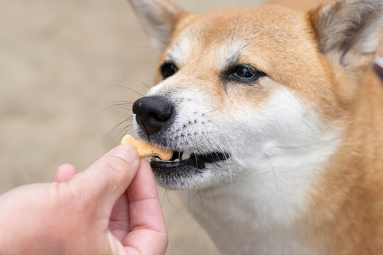 おやつを食べるかわいい柴犬