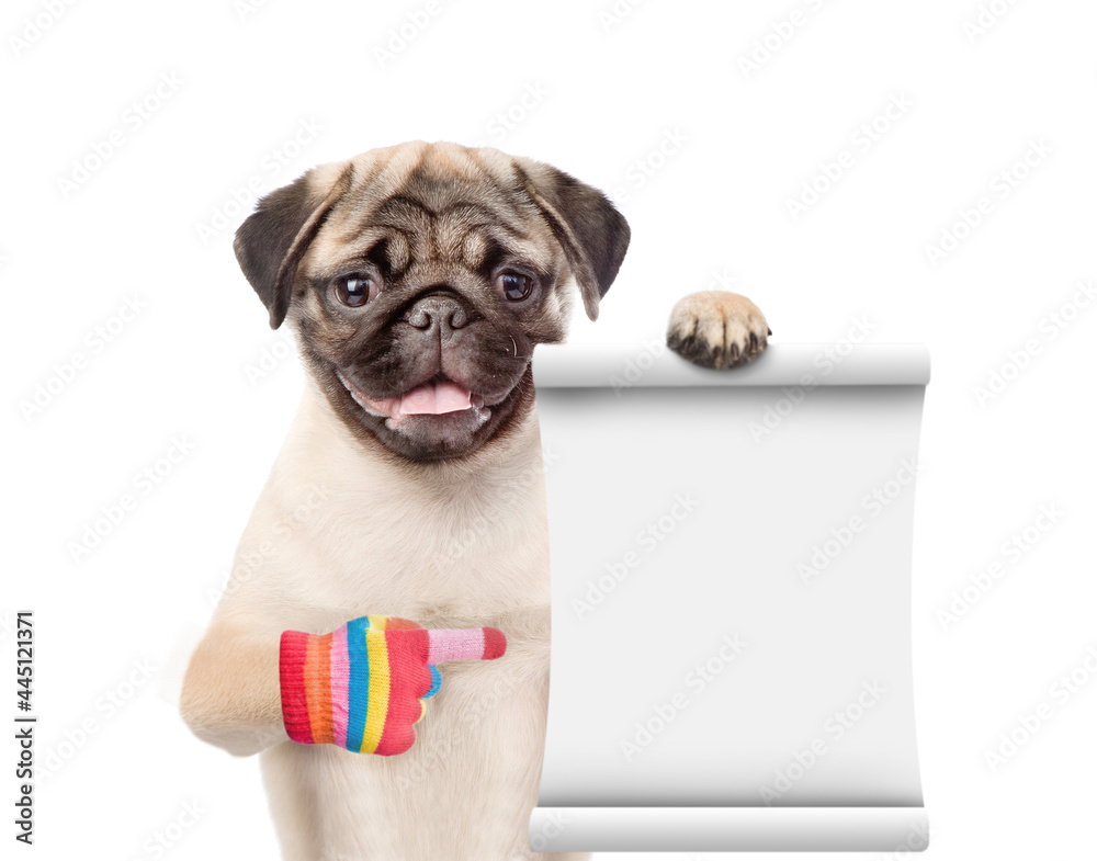 Fototapete pug puppy pointing on empty list. isolated on white background