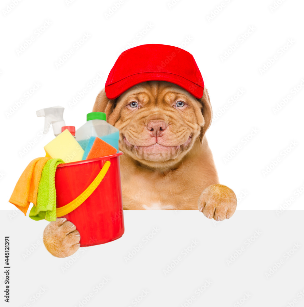 Aufkleber cleaning concept. smiling puppy wearing red cap holds bucket with washing fluids and rags in paws ab
