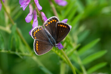 Plebejus argus sit on the flower and grass, summer and spring scene. 
silver-studded blue butterfly