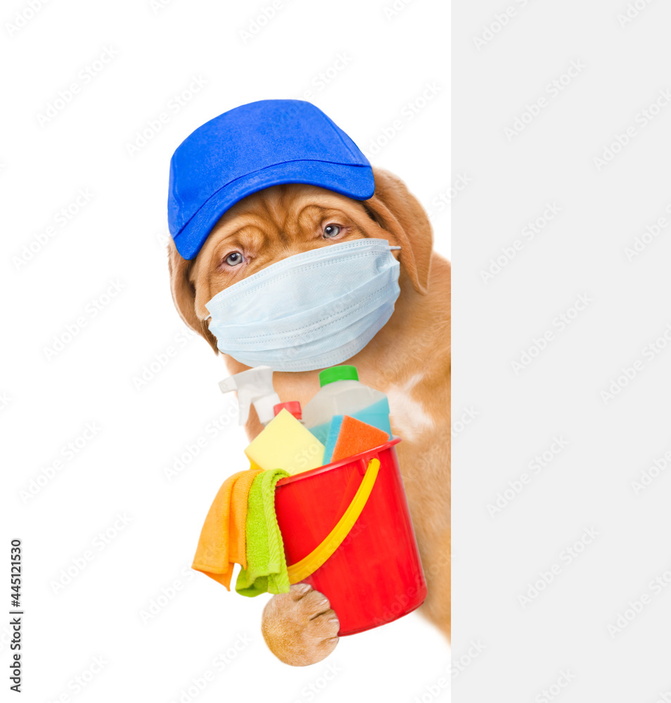 Poster puppy wearing medical protective face mask and red hat looks from behind empty white banner and hold