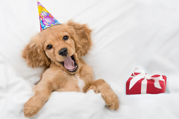 Funny yawning English Cocker spaniel puppy wearing birthday cap lying with gift box under white...