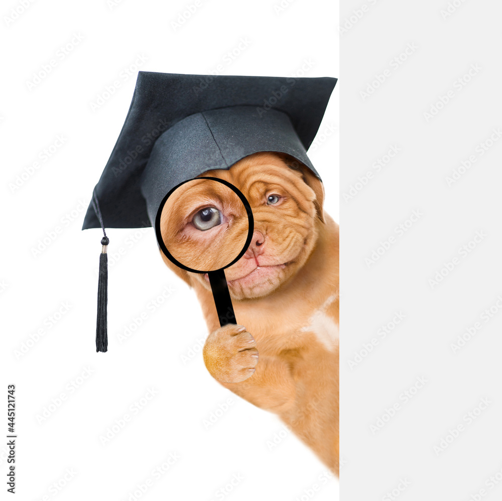 Poster smiling puppy wearing black graduation cap looks thru a magnifying lens behind empty white banner. i
