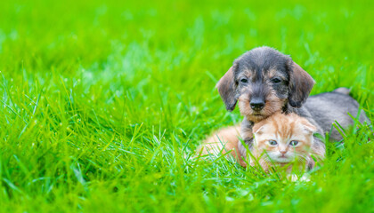 Friendly Dachshund puppy hugs ginger kitten on green summer grass. Empty space for text