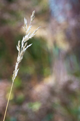 autumn. Selective soft focus of beach dry grass, reeds, stalks blowing in the wind at golden sunset light, horizontal, blurred sea on background, copy space Nature, summer, grass concept