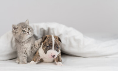 Playful kitten and Miniature Bull Terrier puppy sit together under warm white blanket on a bed at home. Empty space for text