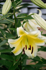 Fototapeta na wymiar Beautiful yellow lilies flower background close-up. Lily 