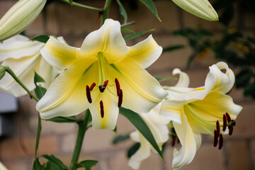 Beautiful yellow lilies flower background close-up. Lily "Villa Blanca" Giant flower.
Flowers in the garden