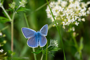 Polyommatus semiargus sit on the flower and grass, summer and spring scene. 
Mazarine blue blue butterfly
