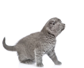 Baby kitten sits and looks away and up on empty space. isolated on white background